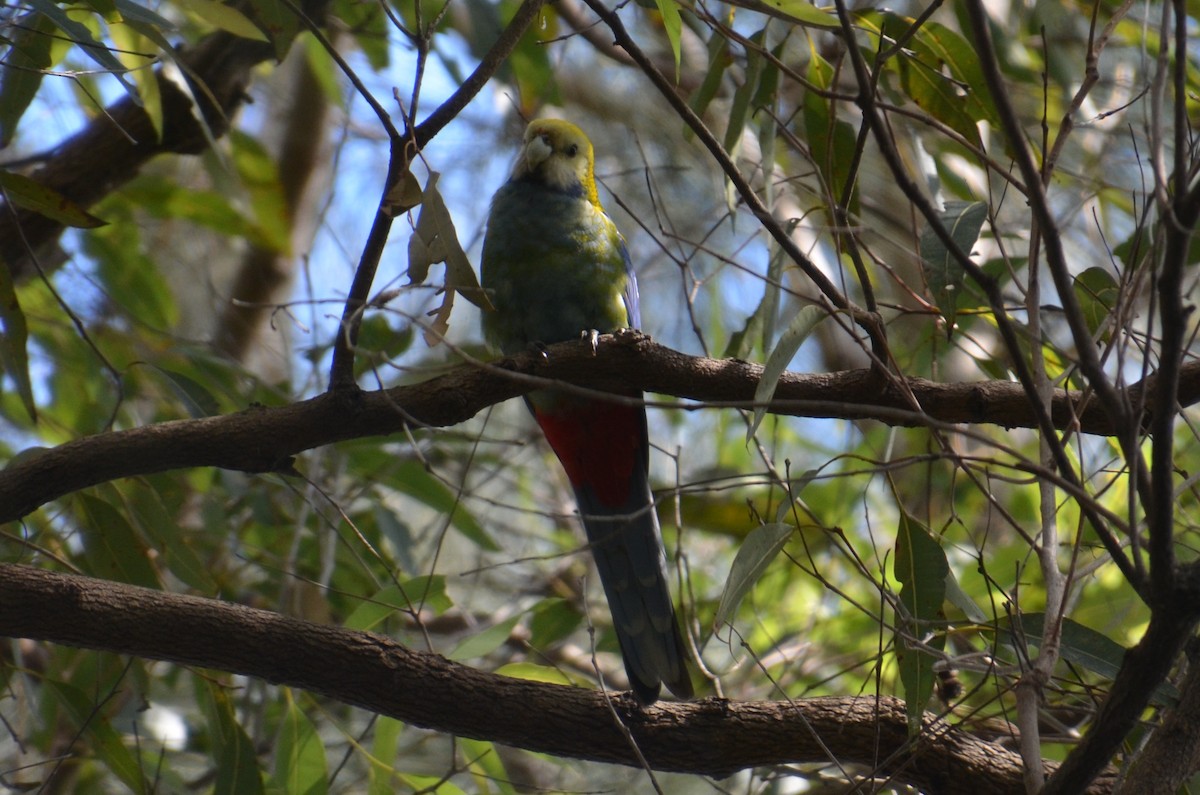 Pale-headed Rosella - ML640074454