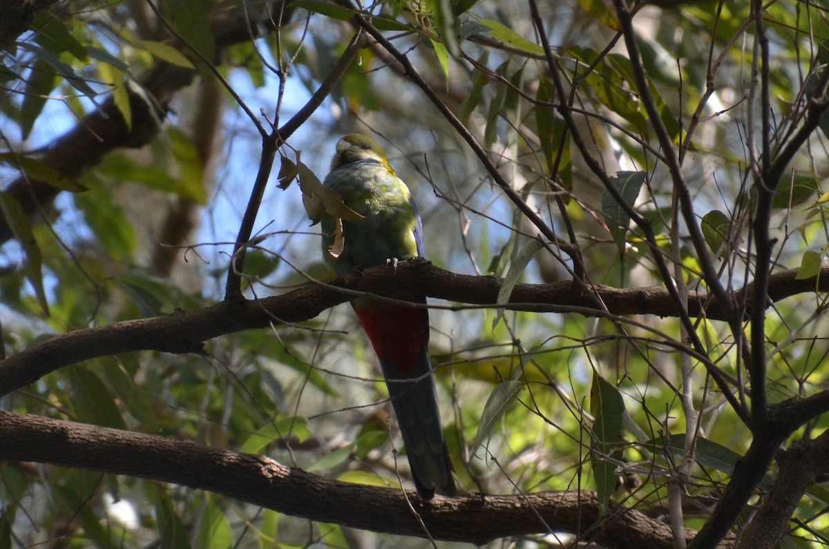 Pale-headed Rosella - ML640074455