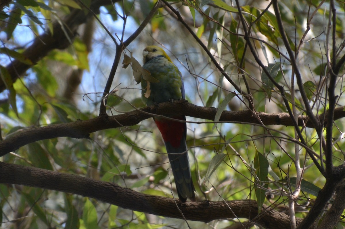 Pale-headed Rosella - ML640074456
