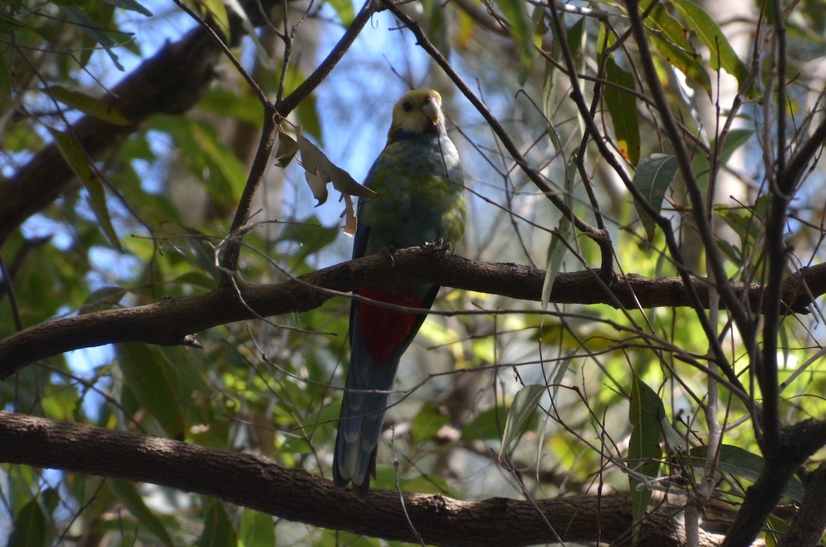Pale-headed Rosella - ML640074457