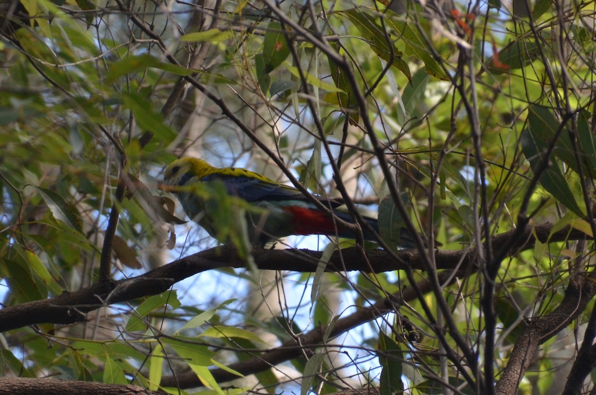 Pale-headed Rosella - ML640074458