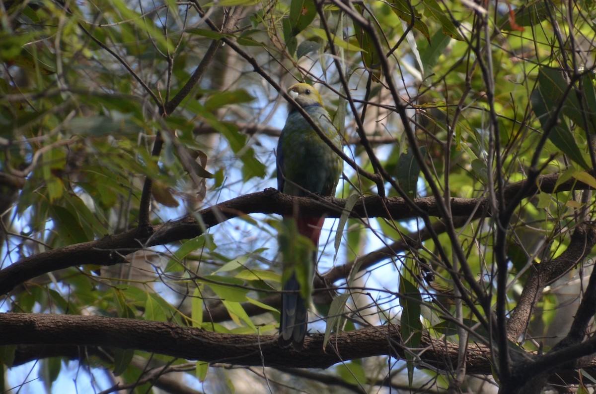 Pale-headed Rosella - ML640074459