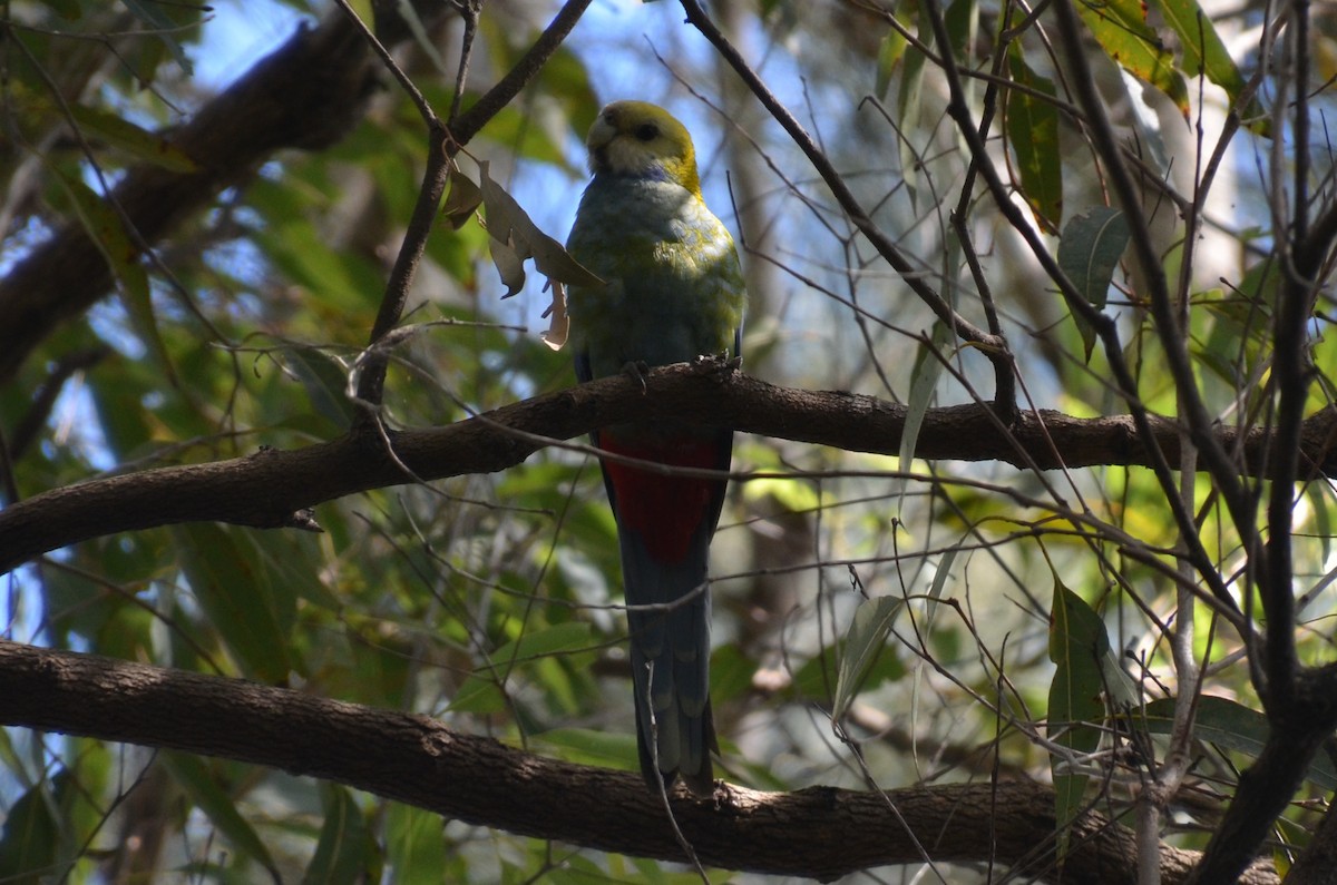 Pale-headed Rosella - ML640074460