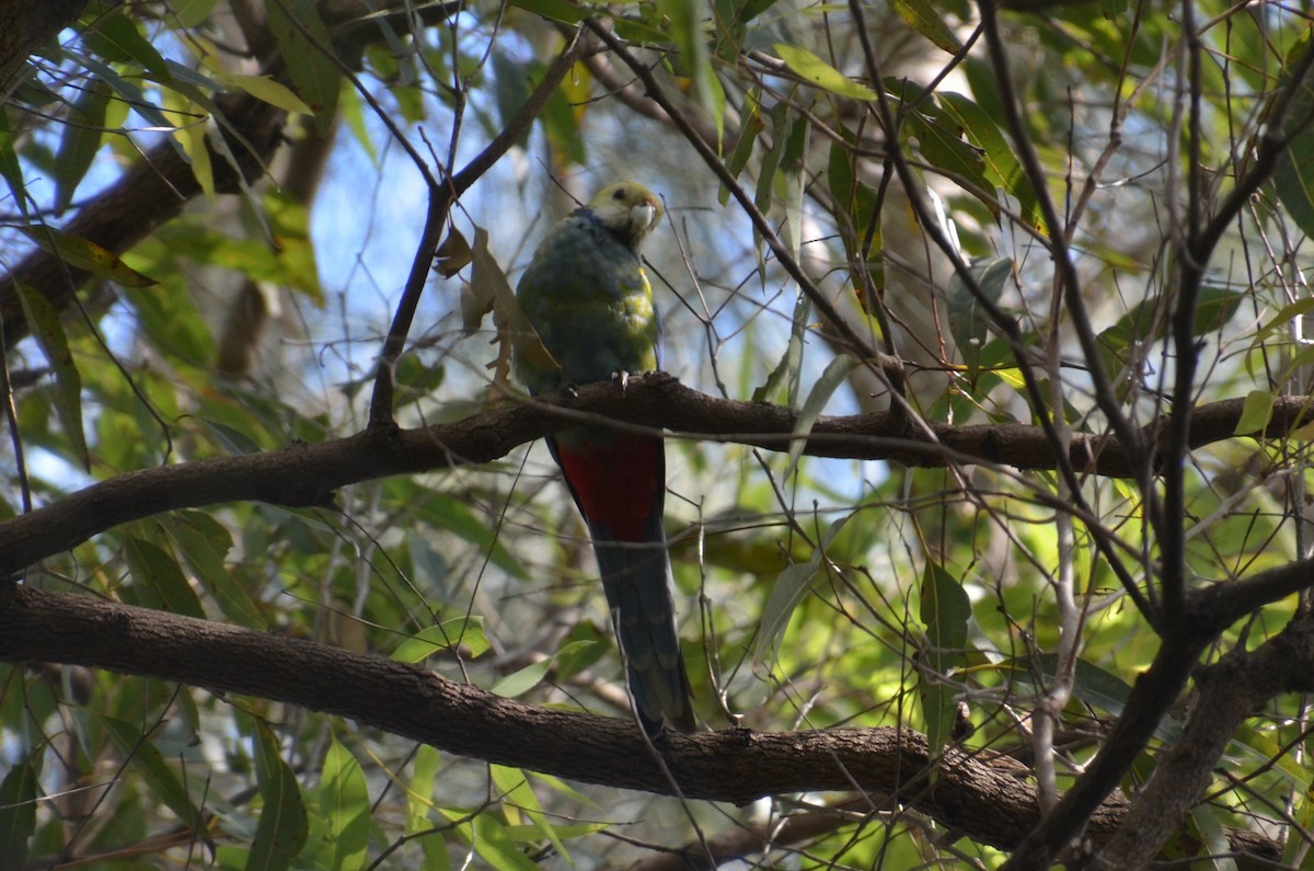 Pale-headed Rosella - ML640074461