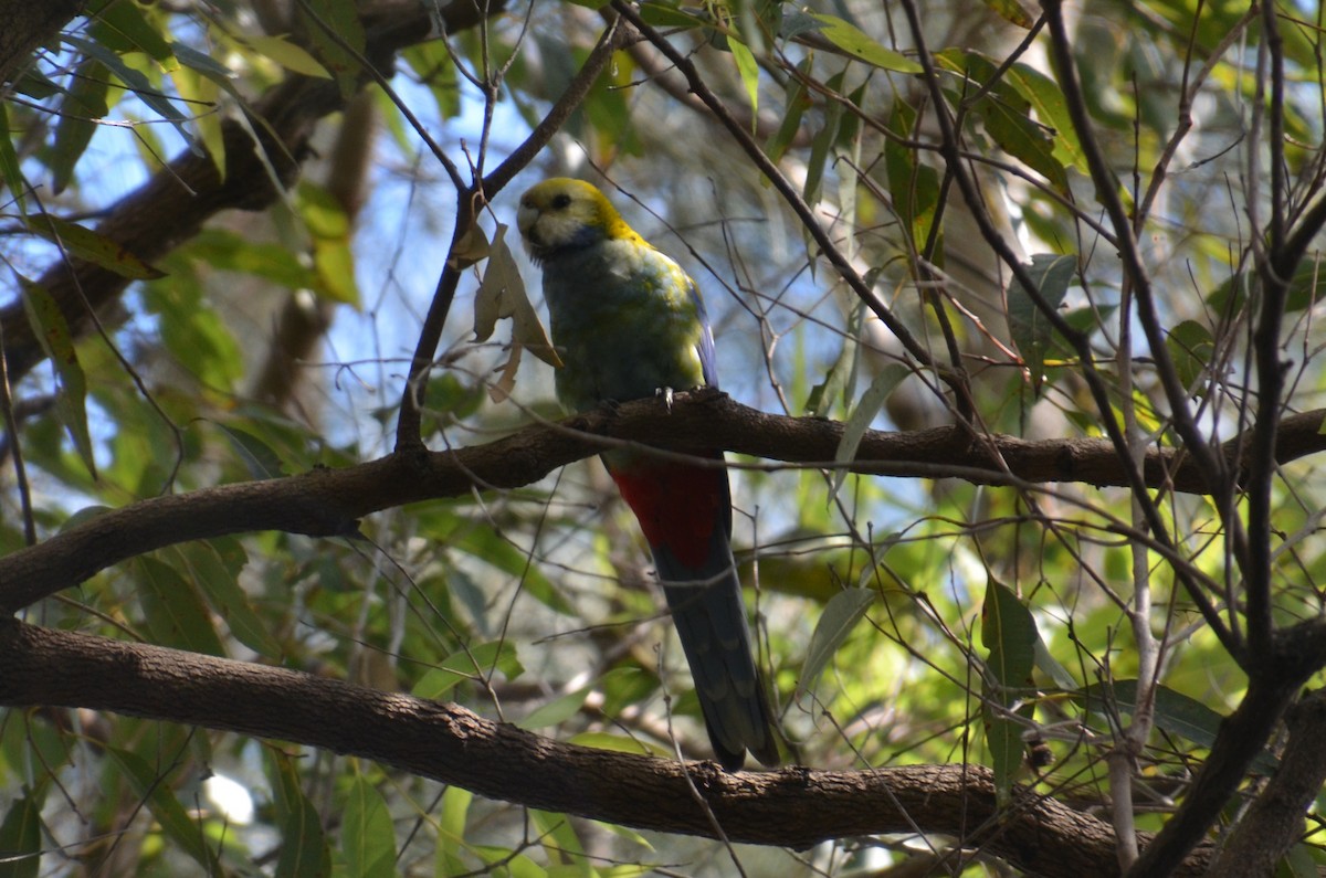 Pale-headed Rosella - ML640074462