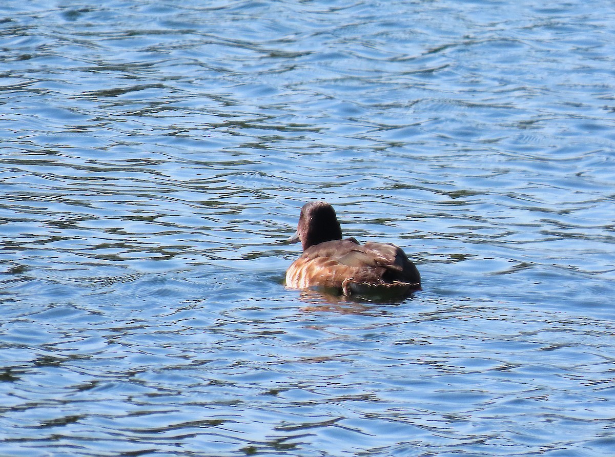 Baer's Pochard - ML640074494