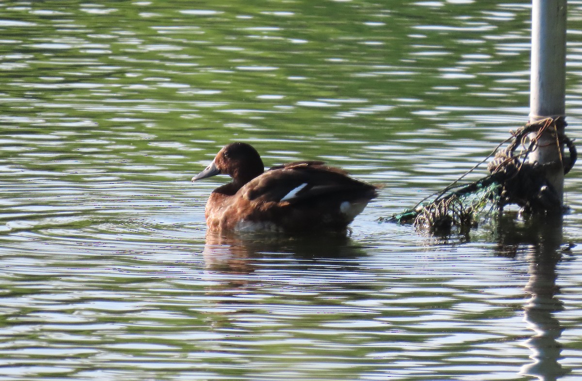Baer's Pochard - ML640074496