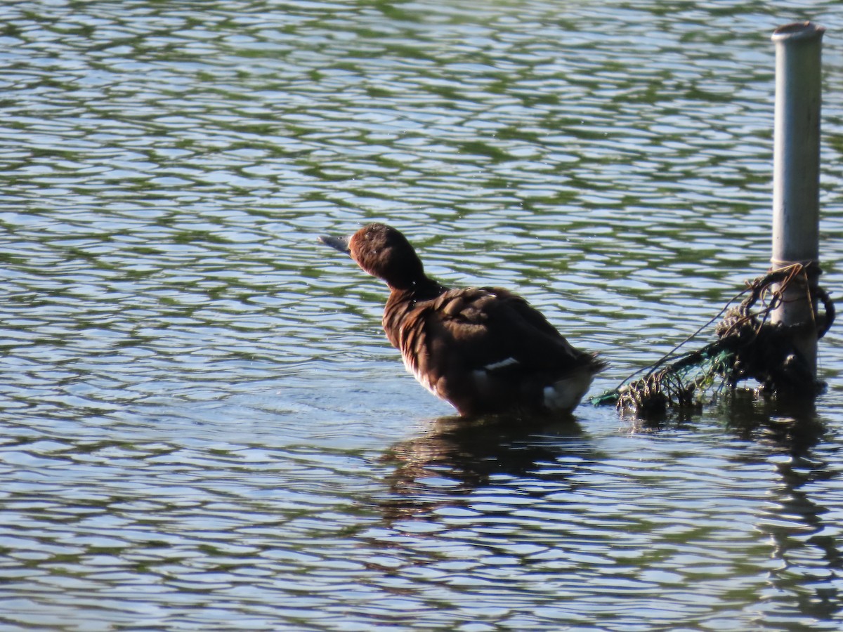 Baer's Pochard - ML640074497
