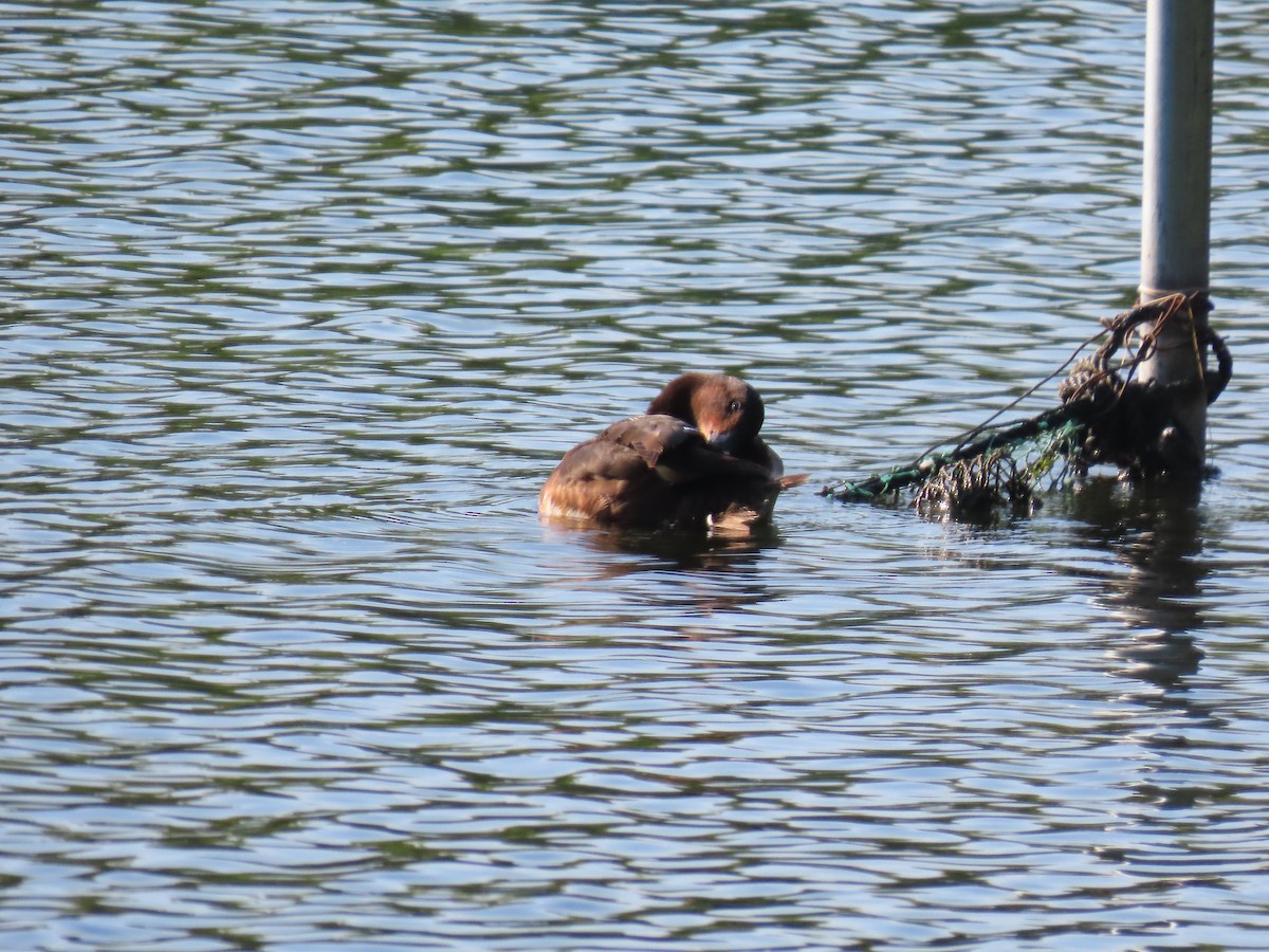 Baer's Pochard - ML640074498