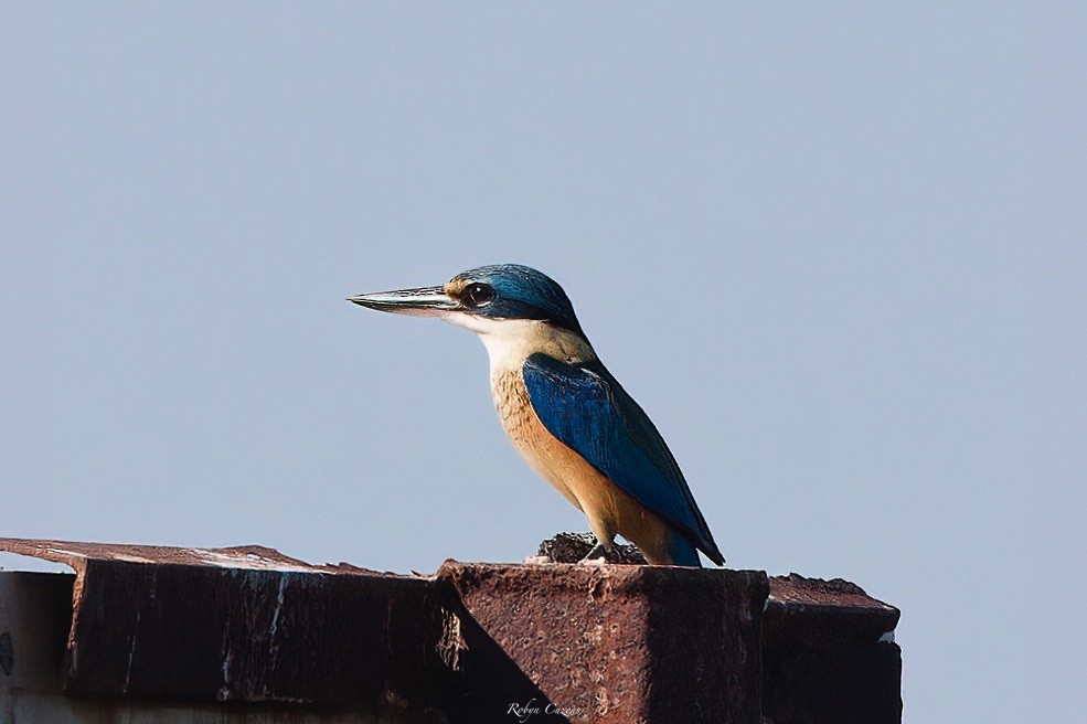 Sacred Kingfisher - ML640074562