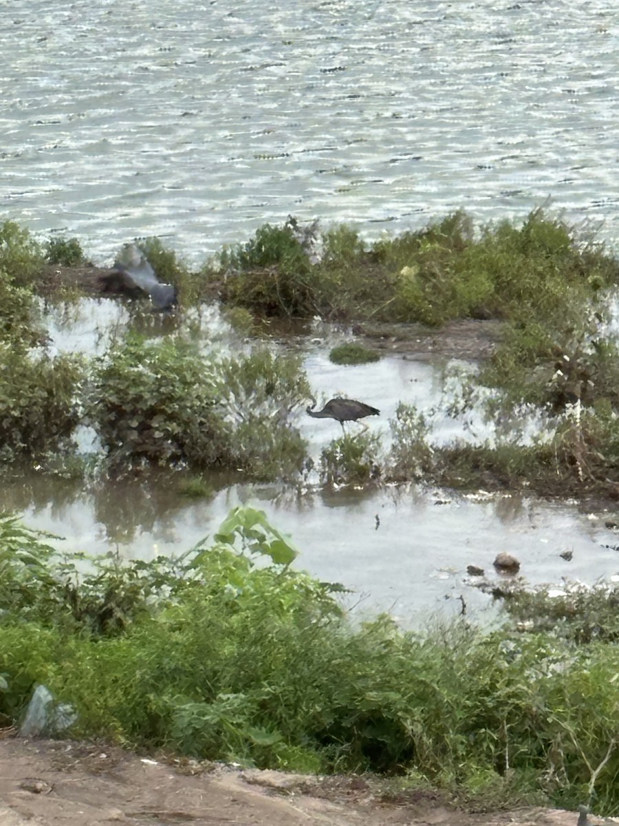 Purple Heron - ML640074612