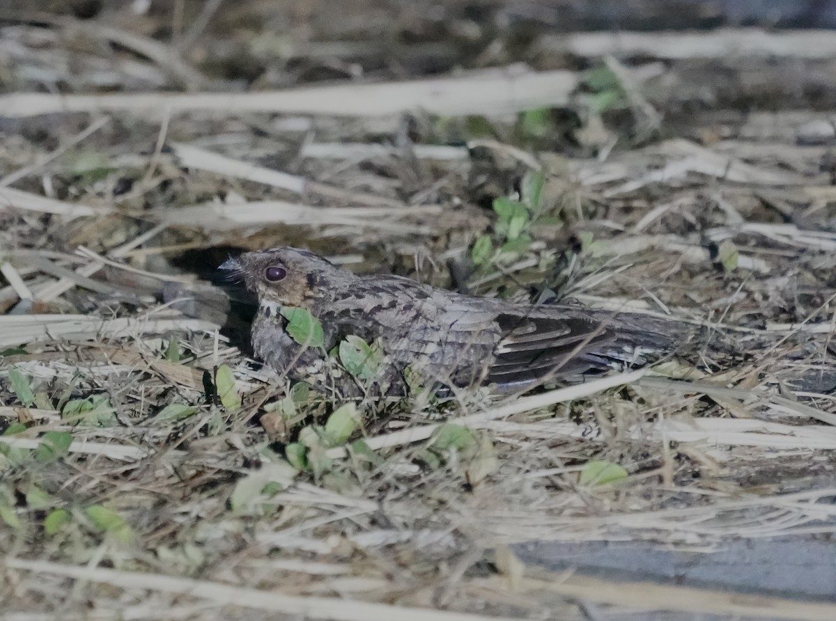 Sulawesi Nightjar - ML640074758