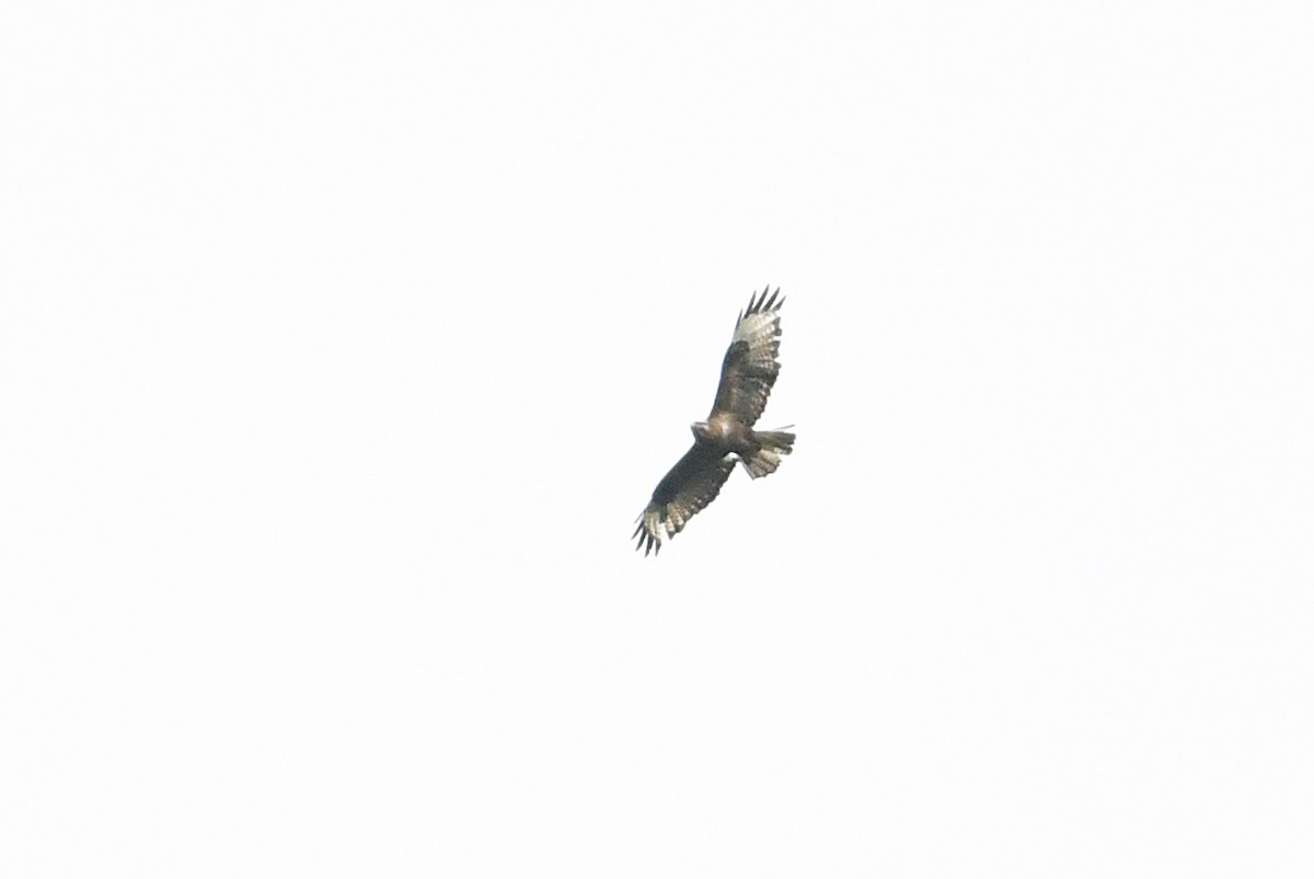 Himalayan Buzzard - ML640074862