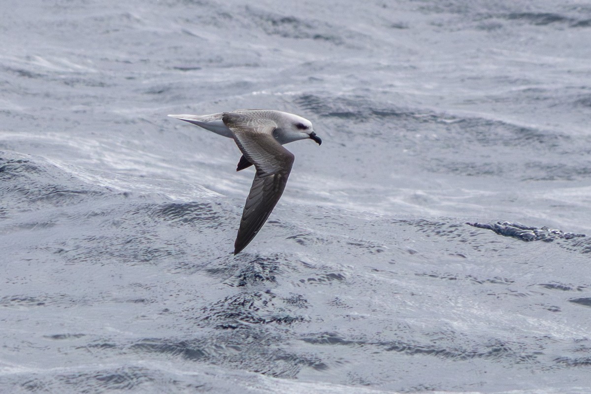 White-headed Petrel - ML640074863