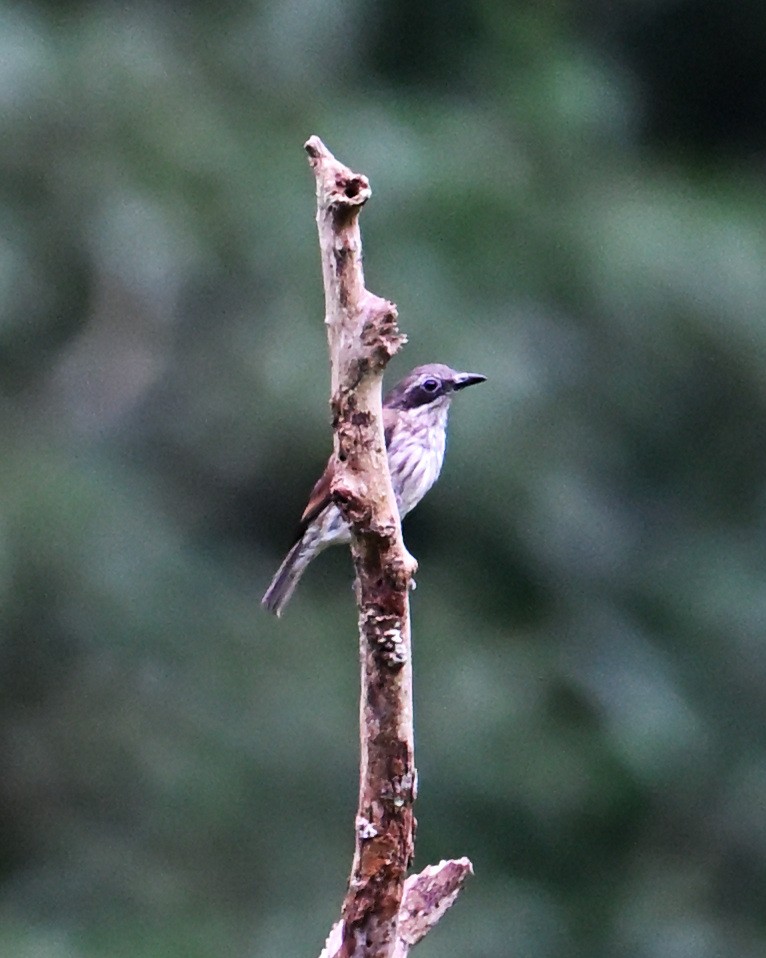 Stripe-breasted Rhabdornis - ML640074865