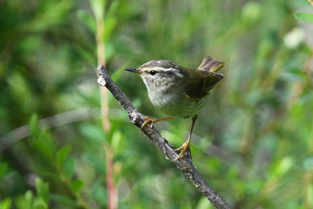 Sichuan Leaf Warbler - ML640074866