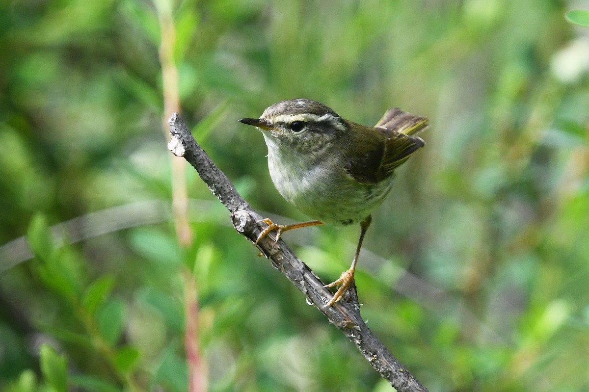 Sichuan Leaf Warbler - ML640074867