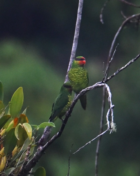 Mindanao Lorikeet - ML640074868
