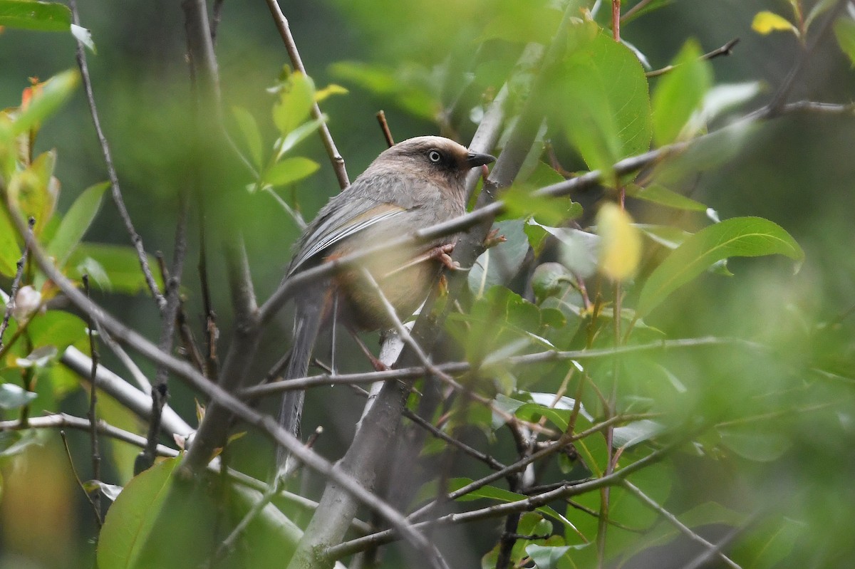 Elliot's Laughingthrush - ML640074869