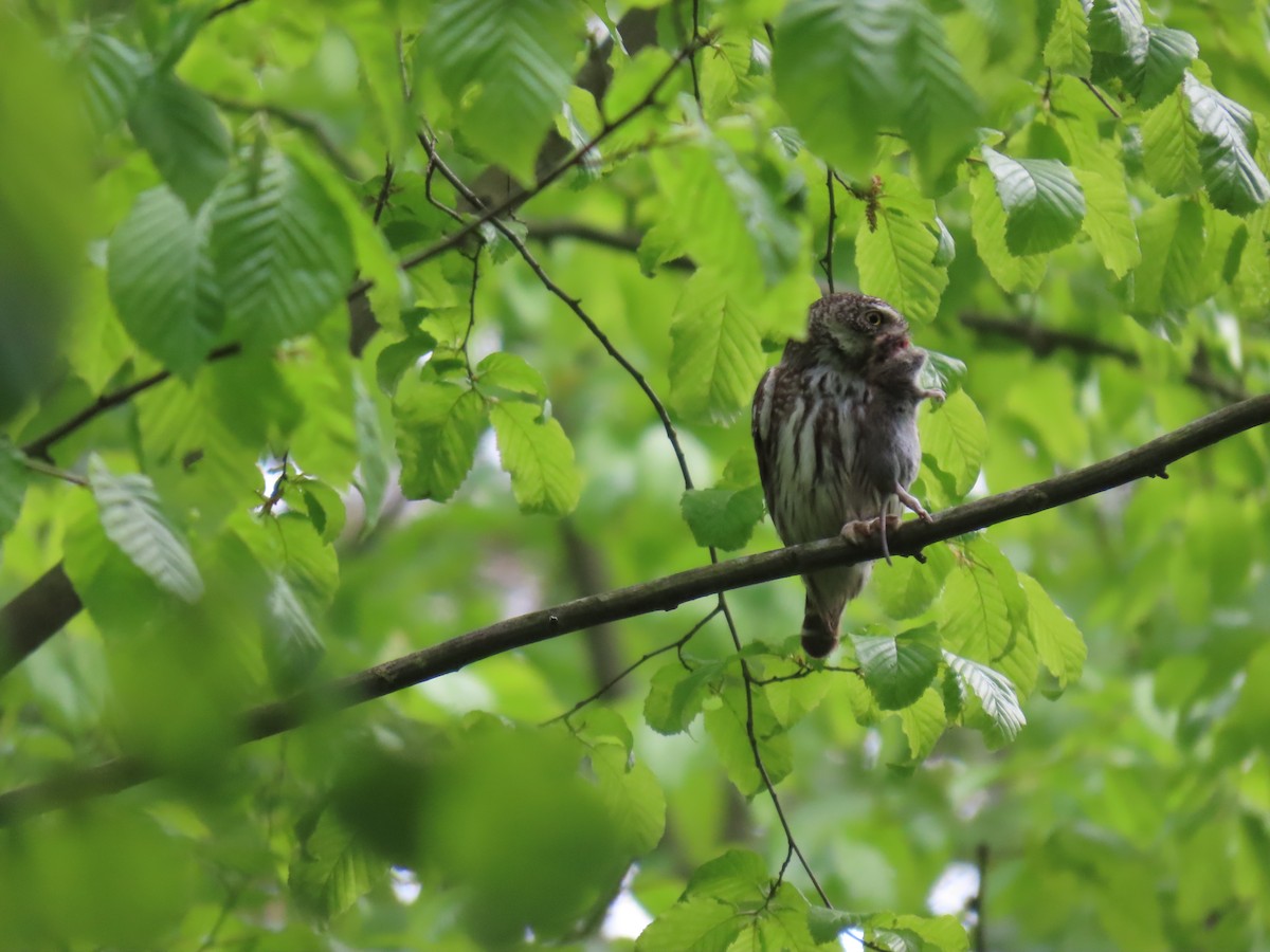 Eurasian Pygmy-Owl - ML640074870