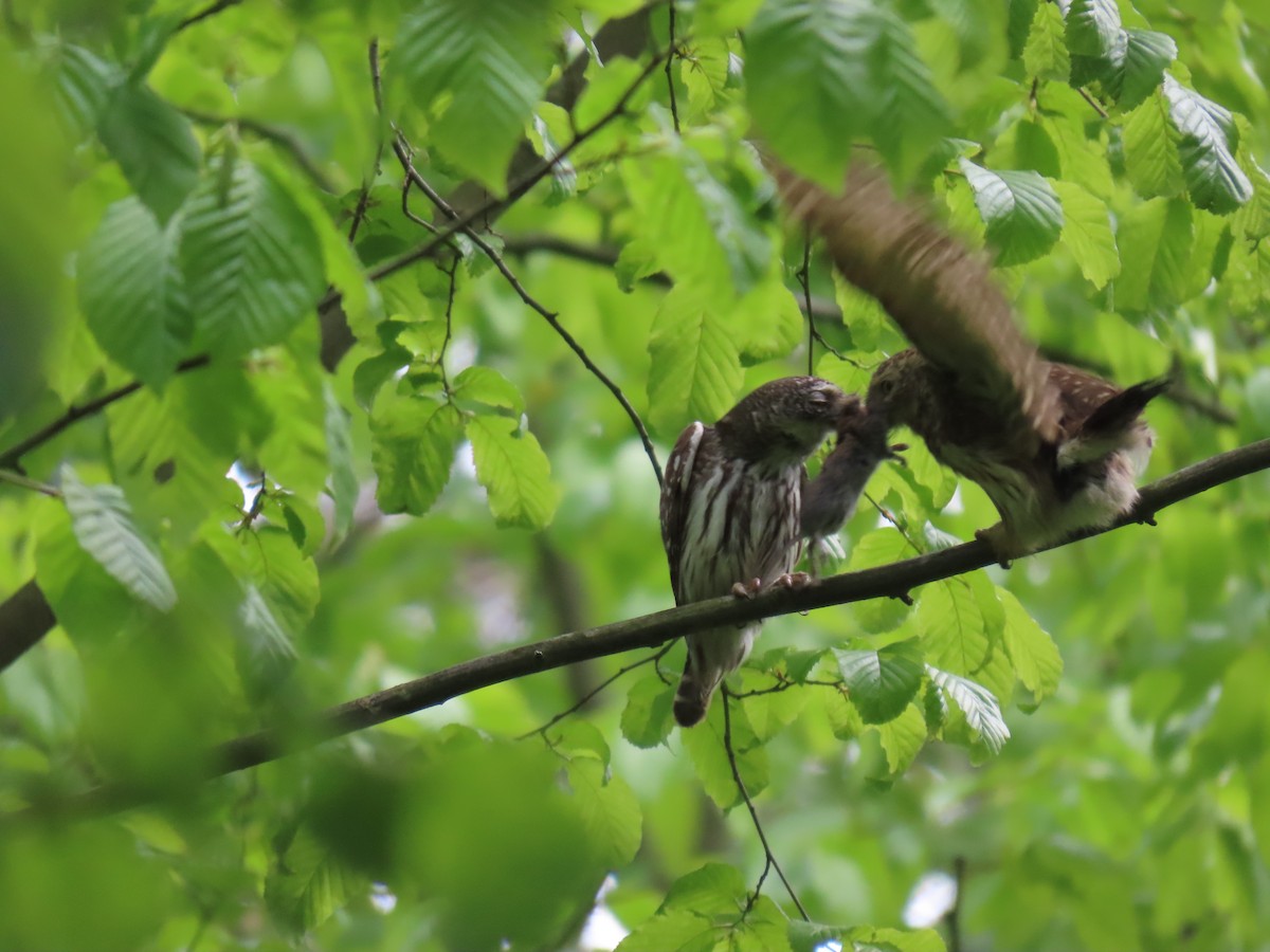 Eurasian Pygmy-Owl - ML640074871