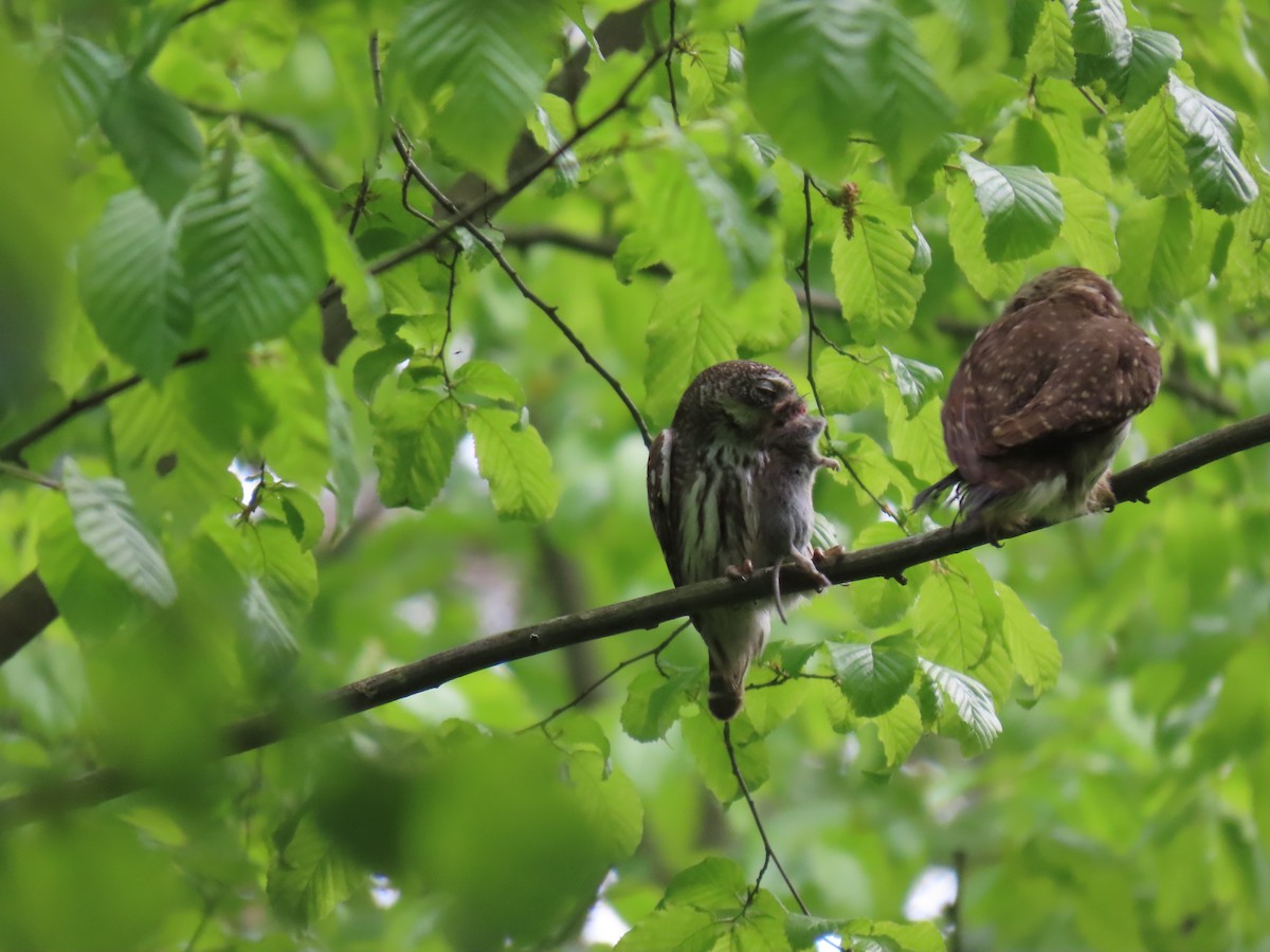 Eurasian Pygmy-Owl - ML640074873