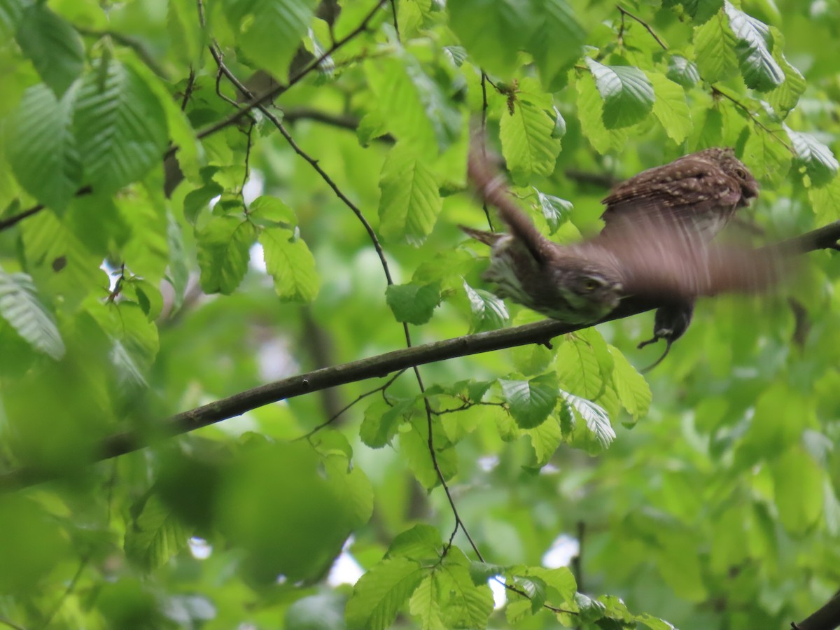 Eurasian Pygmy-Owl - ML640074874