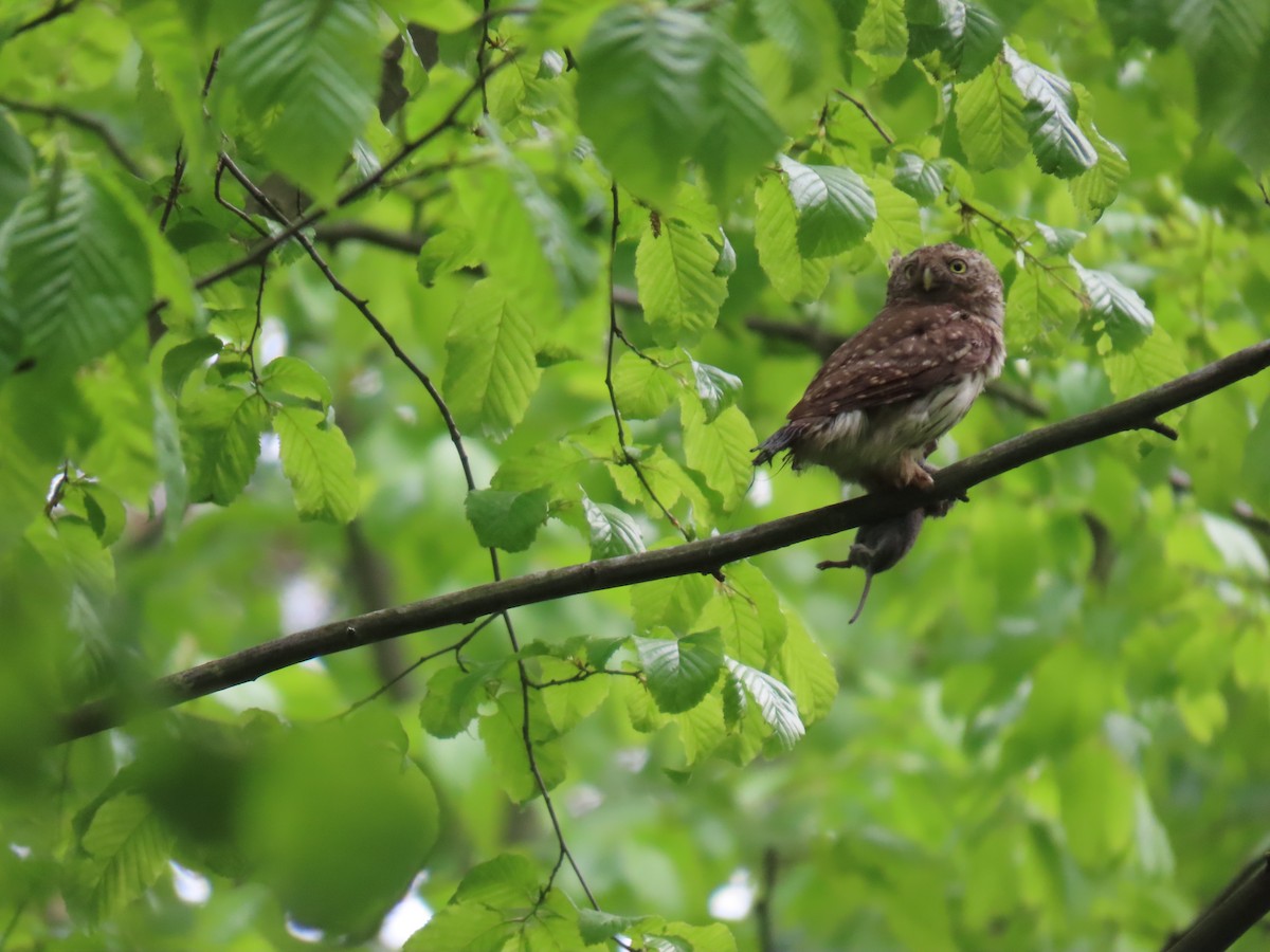 Eurasian Pygmy-Owl - ML640074875