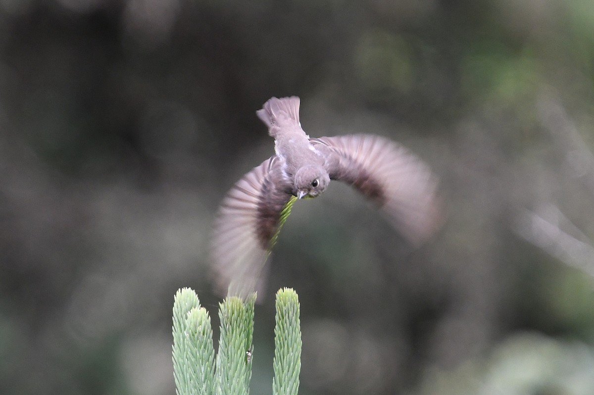 Dark-sided Flycatcher - ML640074876