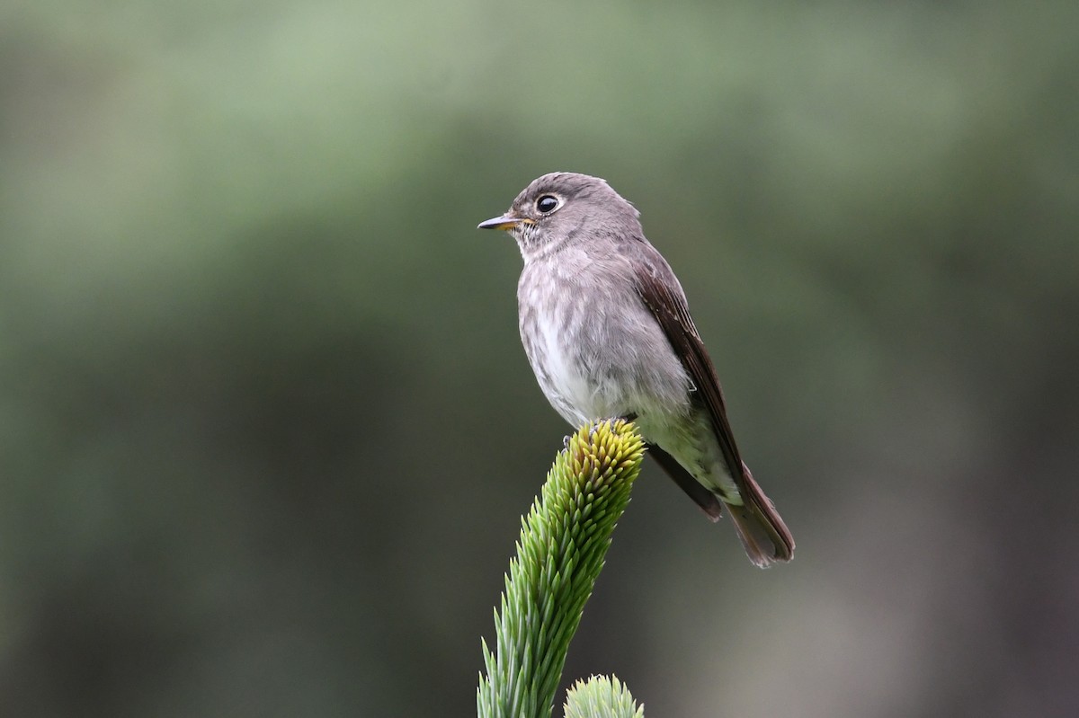 Dark-sided Flycatcher - ML640074881