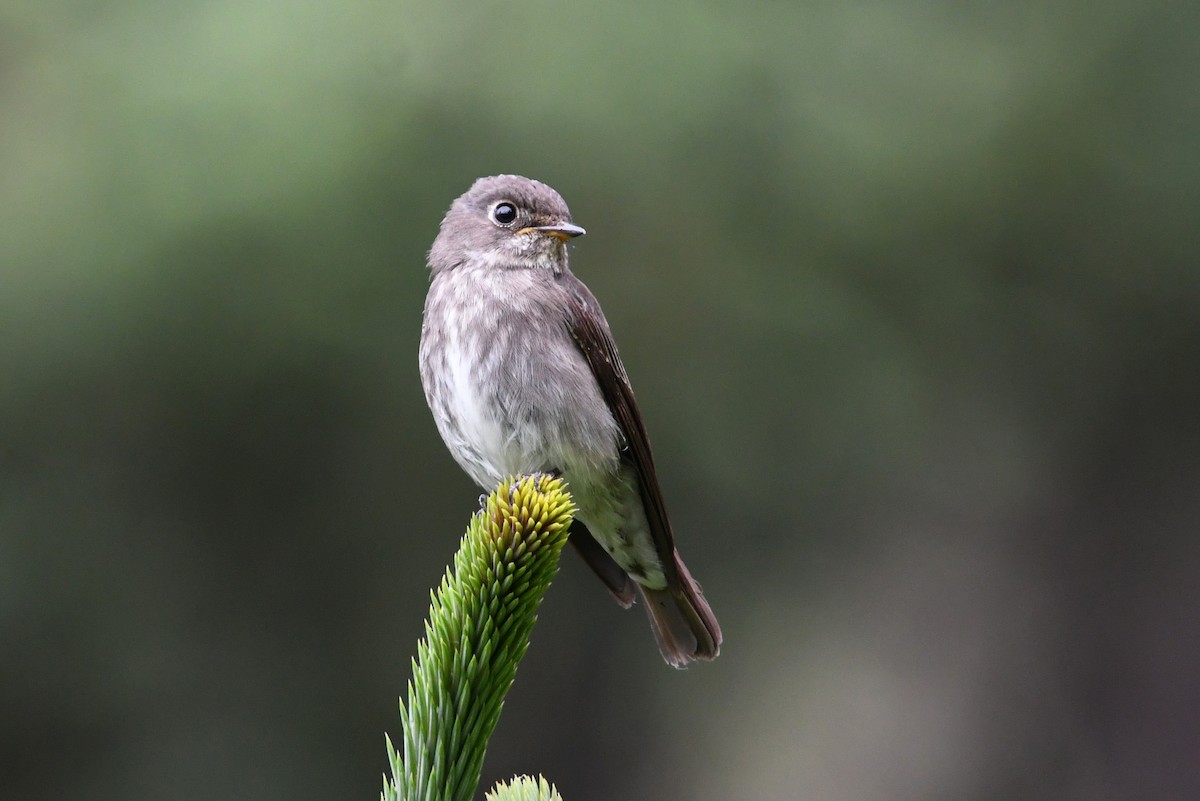 Dark-sided Flycatcher - ML640074882