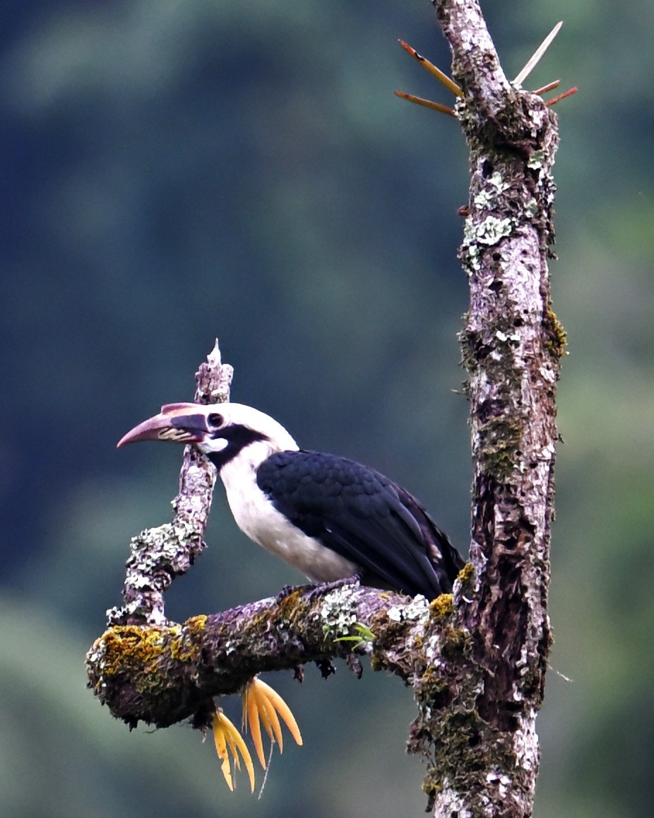 Mindanao Hornbill - ML640074900