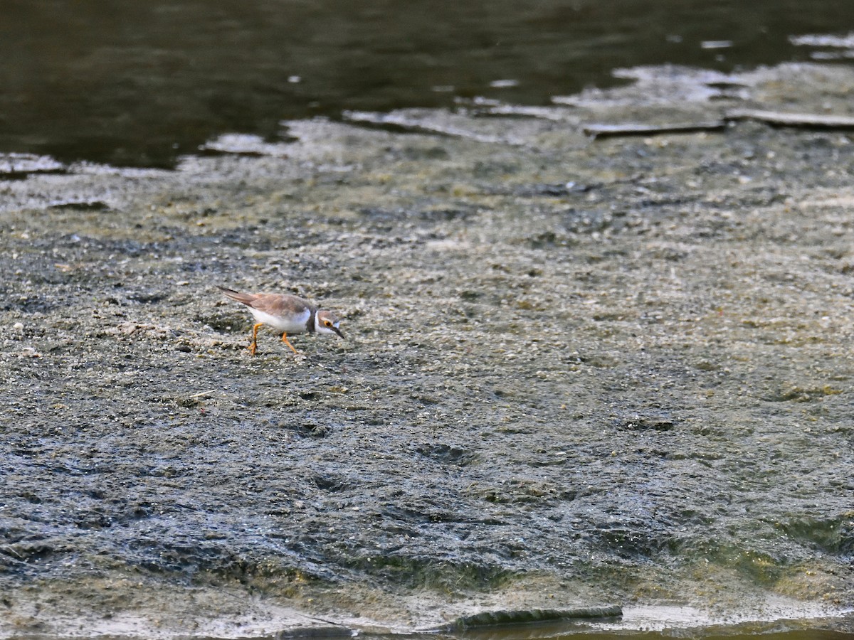 Little Ringed Plover - ML640074943