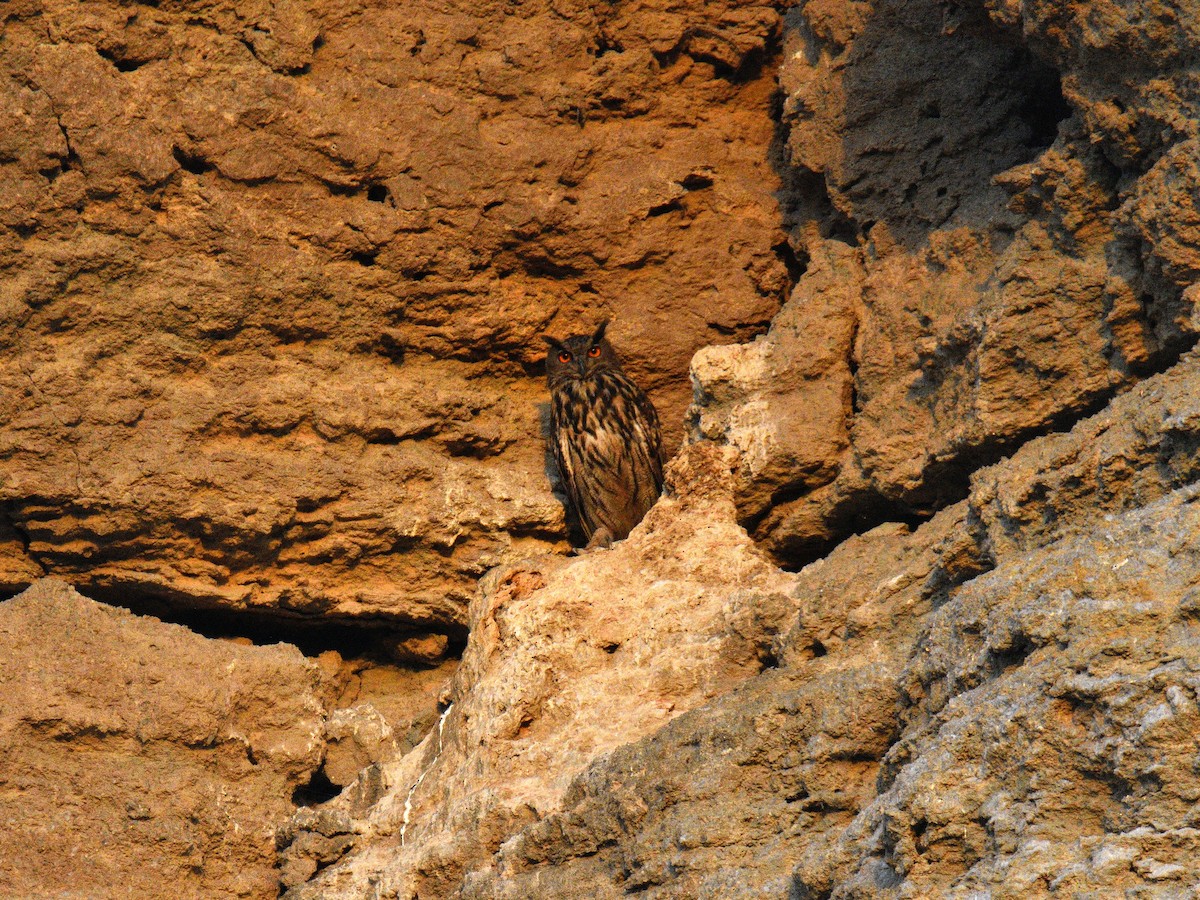 Eurasian Eagle-Owl - ML640074951