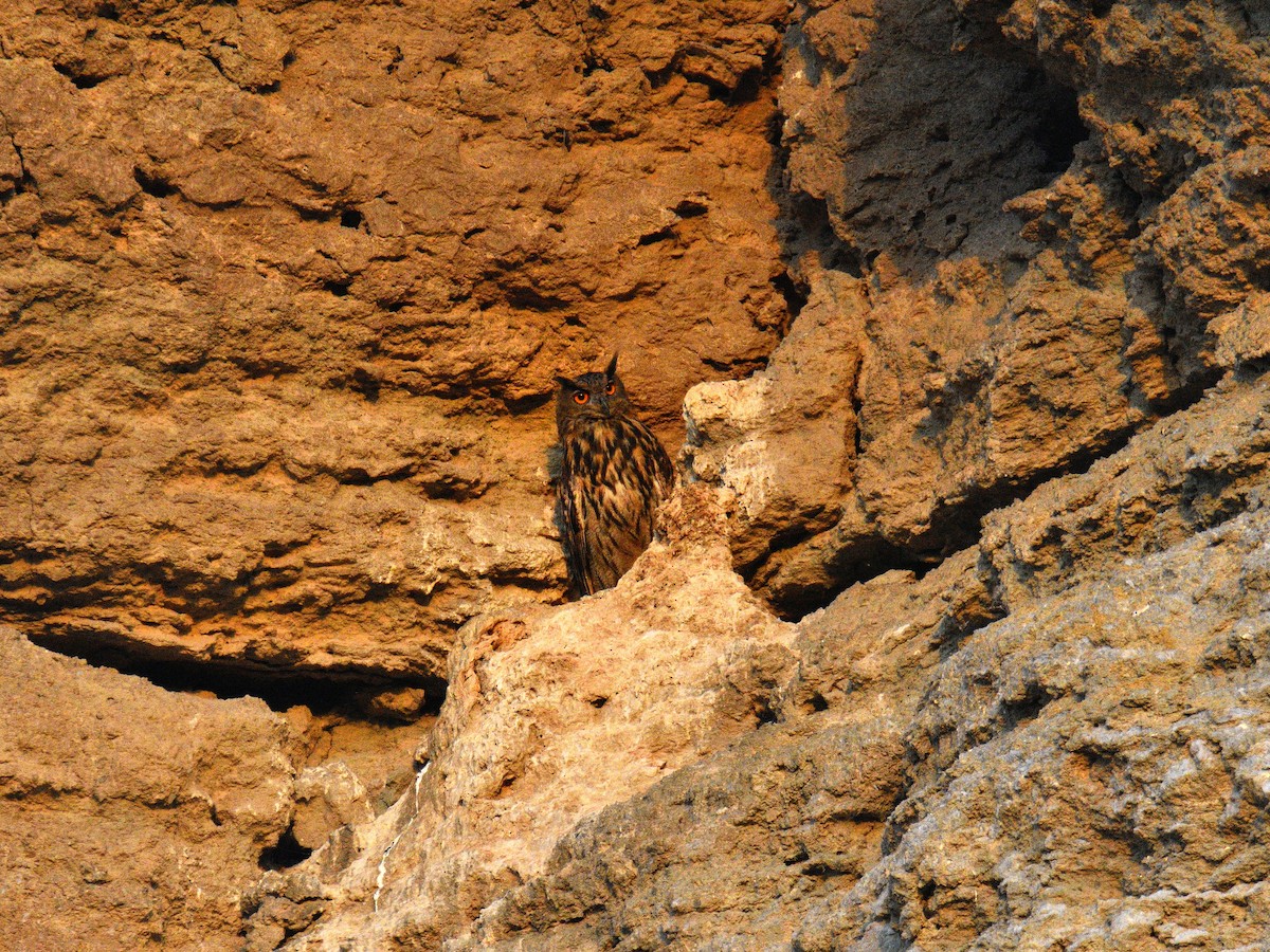 Eurasian Eagle-Owl - ML640074970