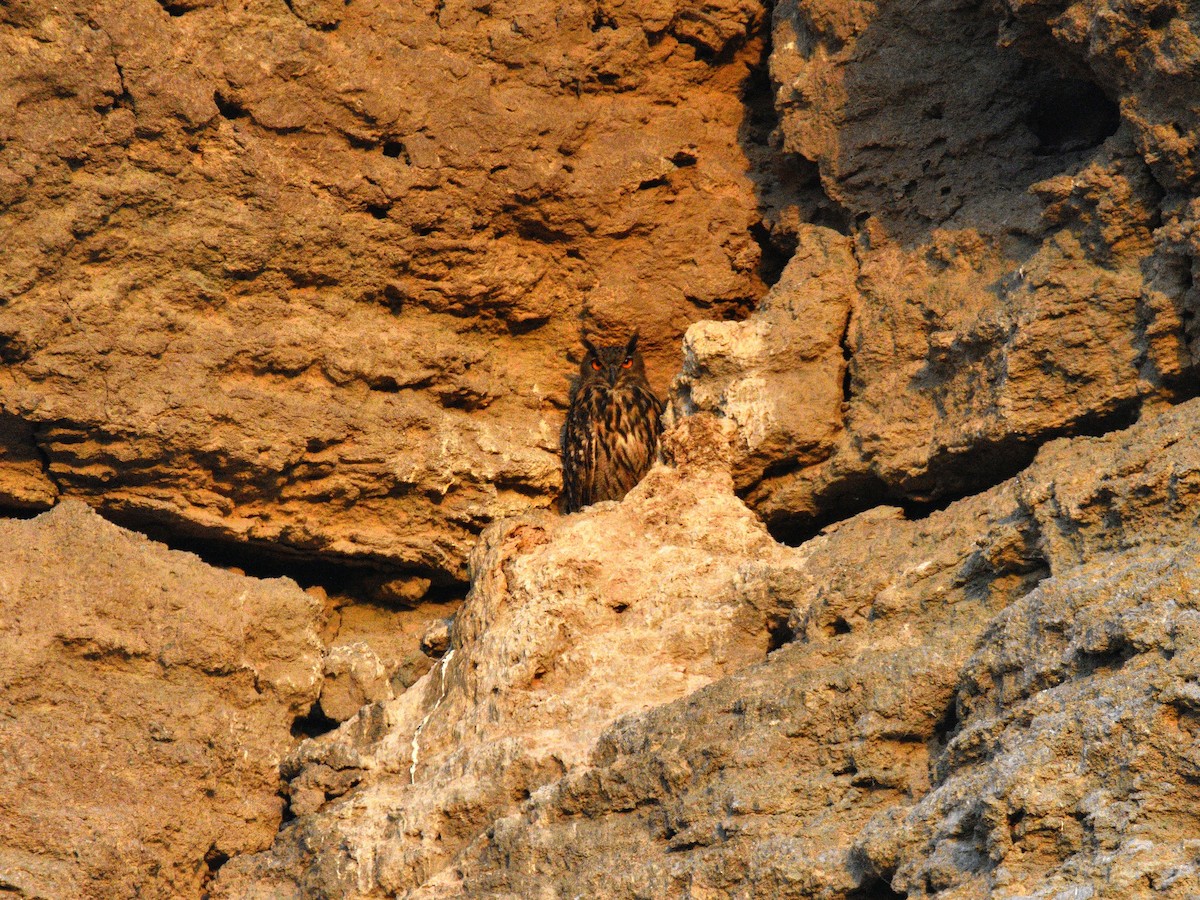 Eurasian Eagle-Owl - ML640074972