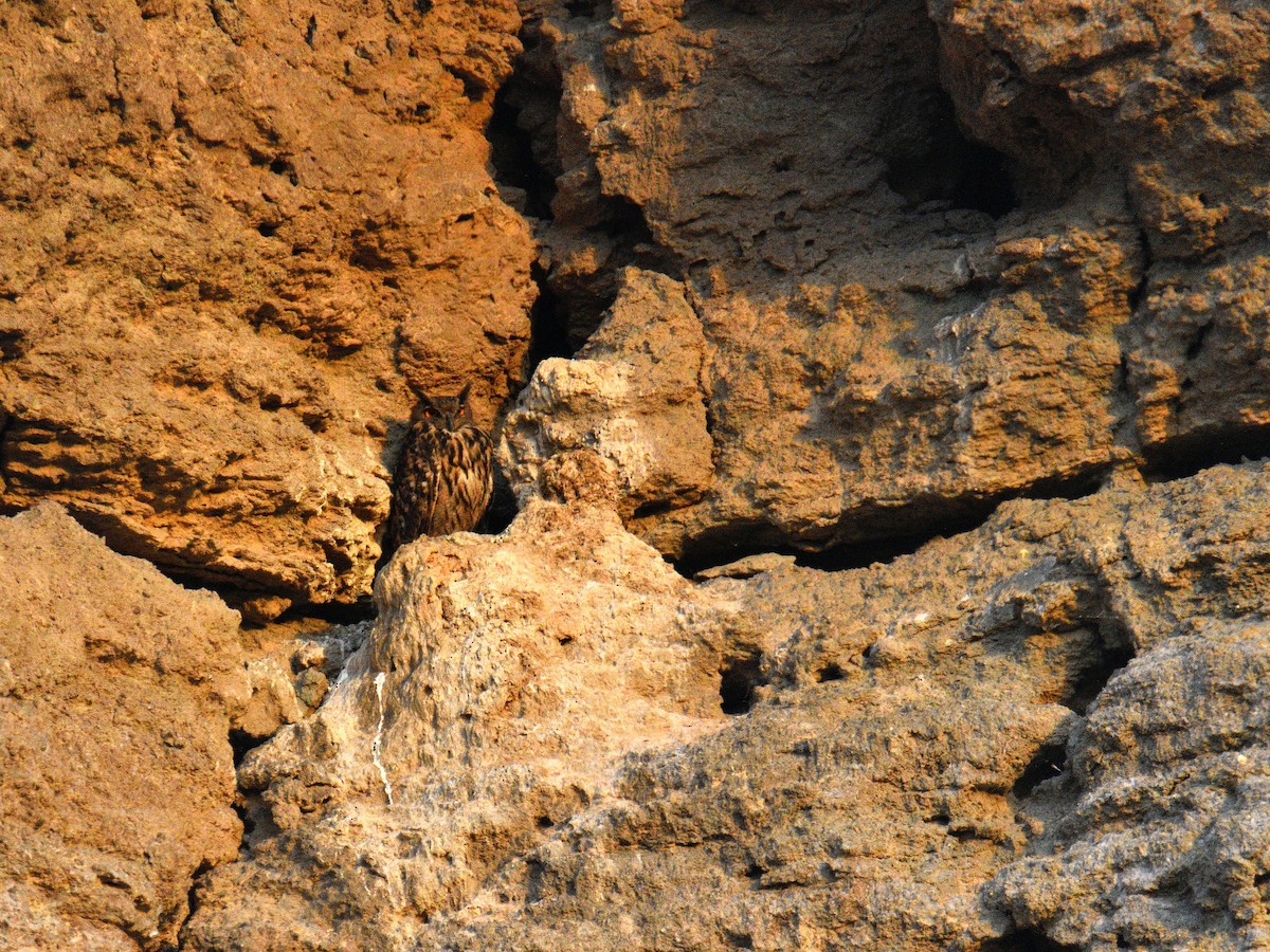 Eurasian Eagle-Owl - ML640074975