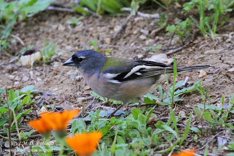 African Chaffinch (African) - ML640075042