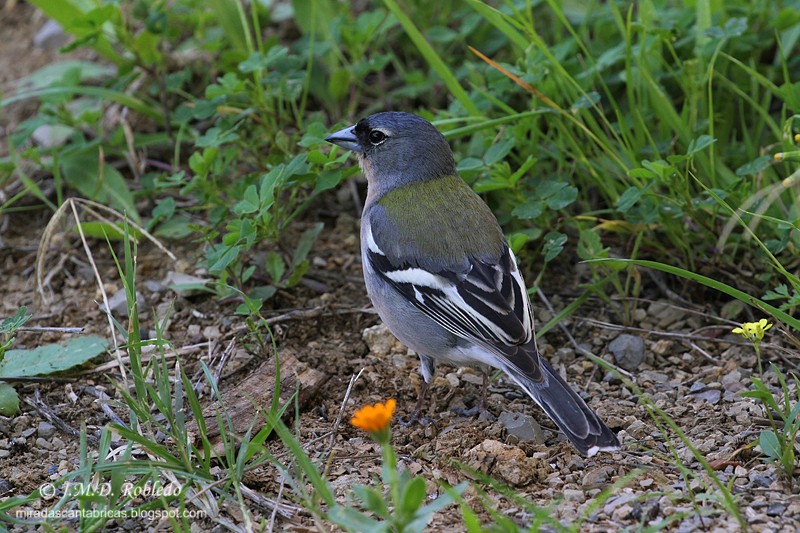 African Chaffinch (African) - ML640075043