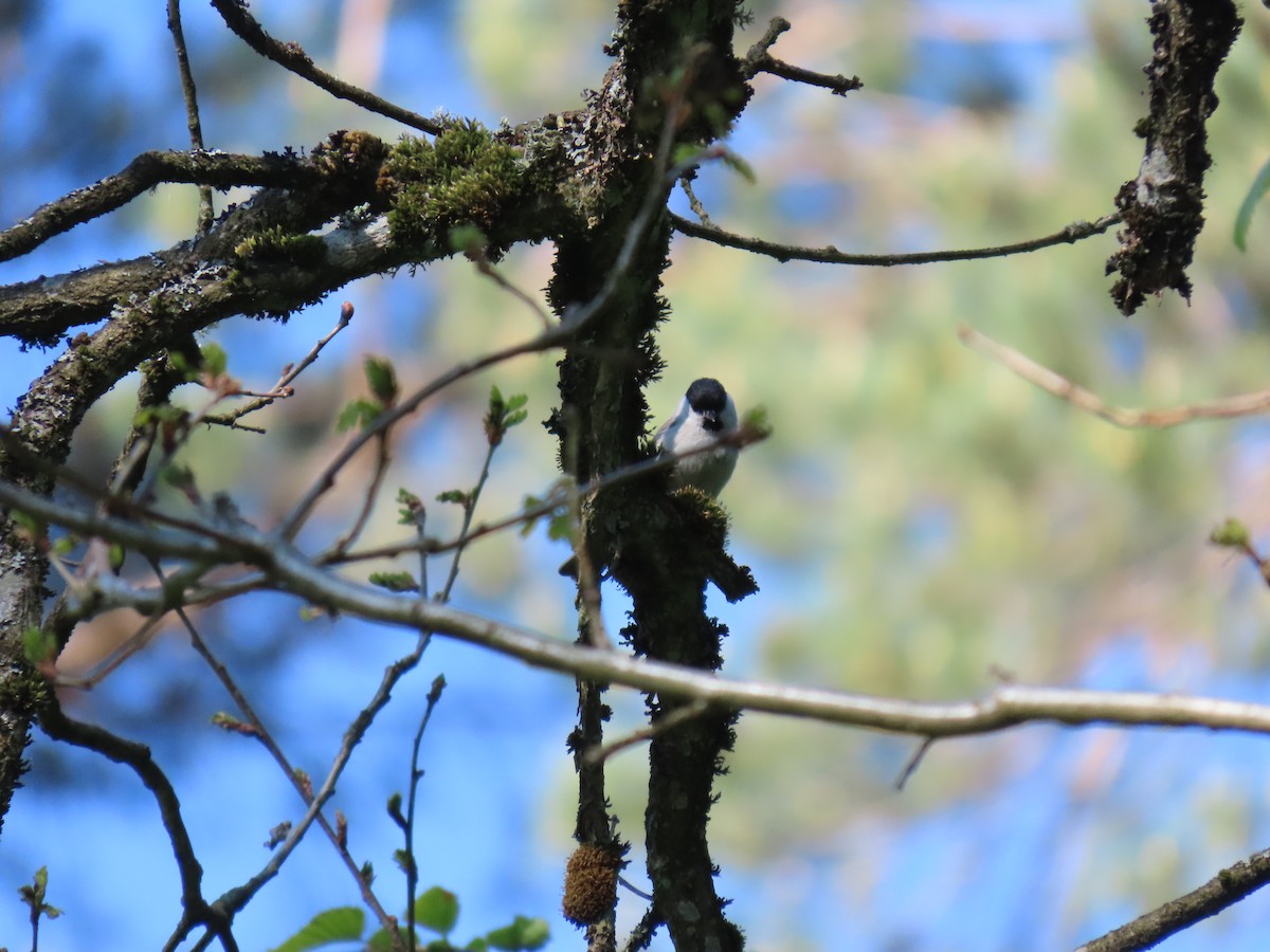 Kaskabeltz txikia - ML640075044