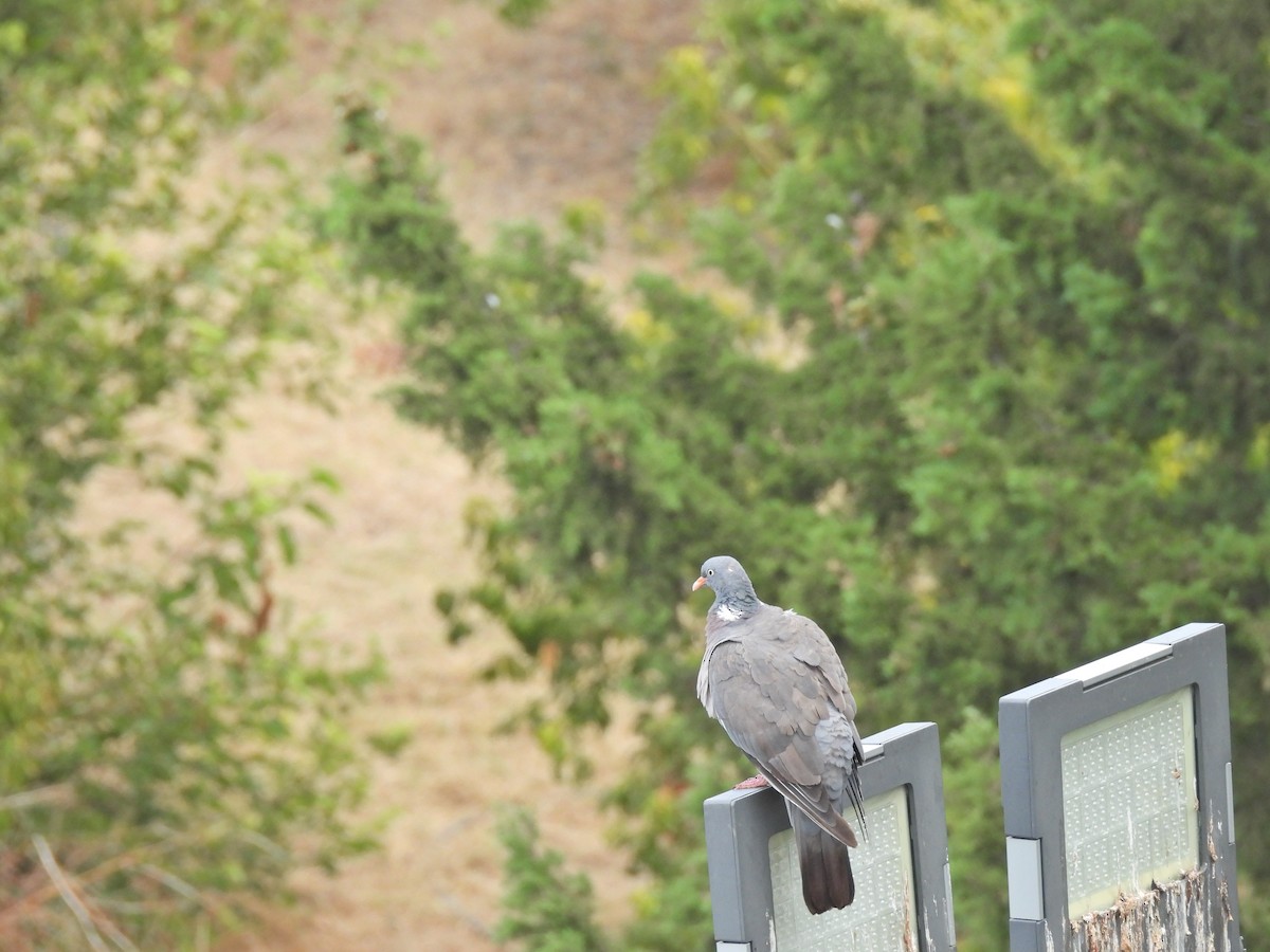 Common Wood-Pigeon - ML640075119