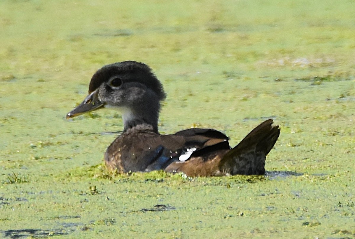 Wood Duck - ML640075126