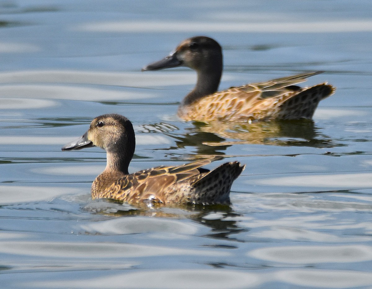 Blue-winged Teal - ML640075129