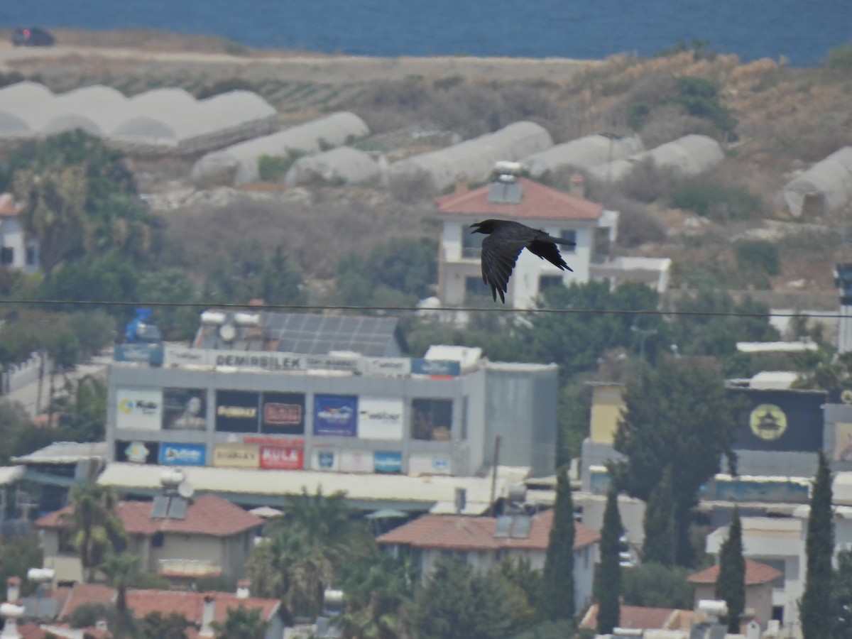 Common Raven - ML640075143