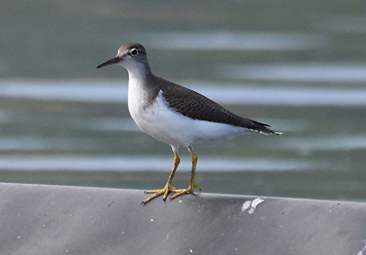 Spotted Sandpiper - ML640075144
