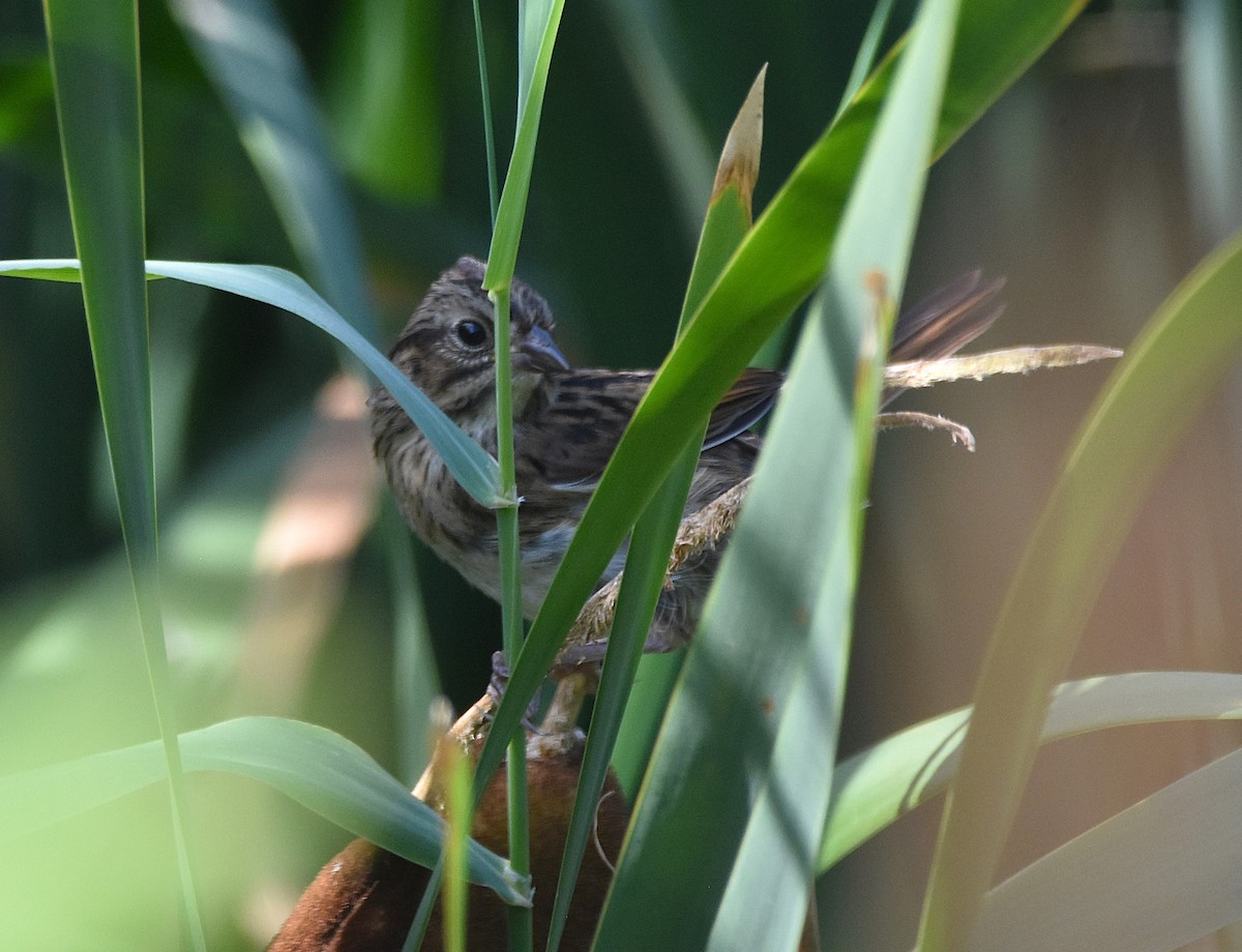 Song Sparrow - ML640075148