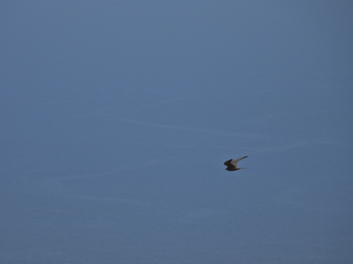 Eleonora's Falcon - ML640075152