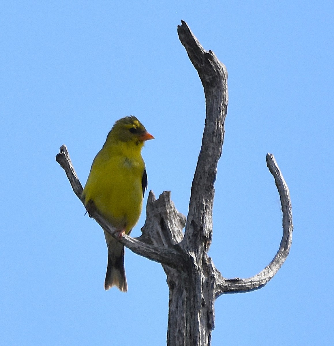 American Goldfinch - ML640075153