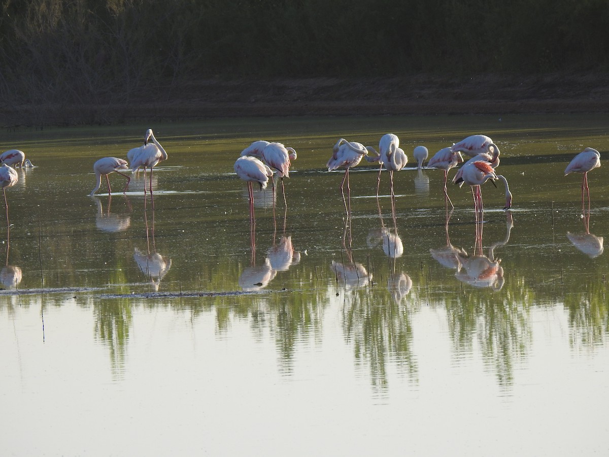 Greater Flamingo - ML640075158