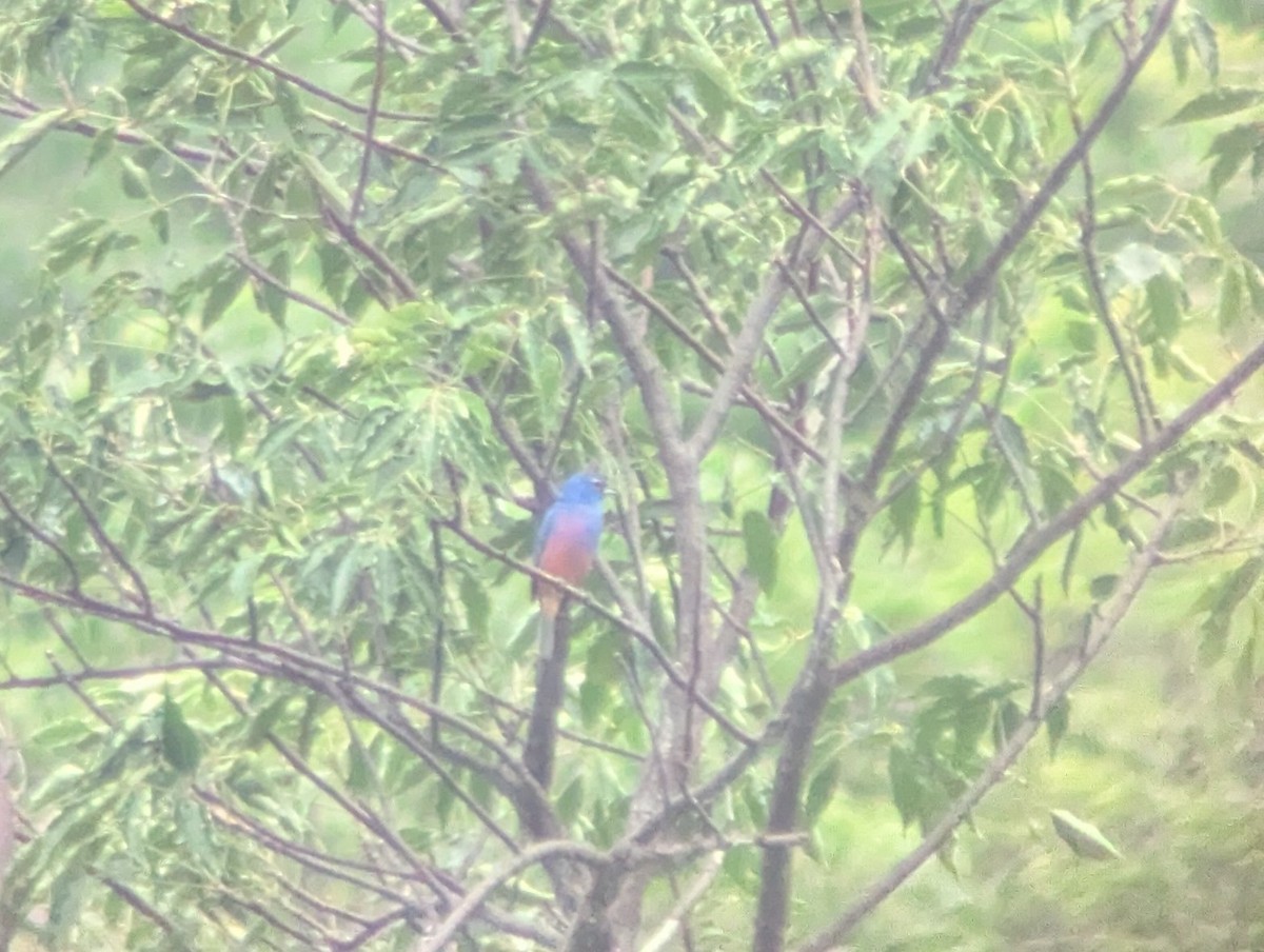 Rose-bellied Bunting - ML640075193